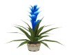 Tropical Blue Plant