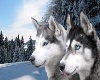 Husky room