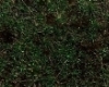 Forest grass carpet