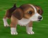 Beagle Puppy Pet&Dog