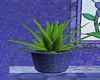Aloe In A Blue Pot
