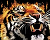 Fire Tiger Pic