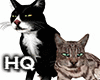 Cats Animated