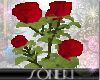 S red roses vace