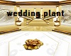 wedding plant