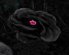 darkness rose rug
