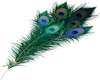 Peacock Feathers