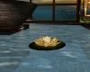 AC Golden Water Lily