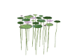 Water Lily Deco