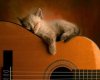 guitar kitty