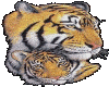 sticker tiger