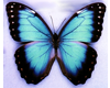 [MLG]Blue butterflies