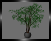 * A Potted Tree