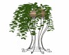 Ivy Plant