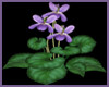 Lukkina purple Violets