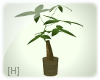 [H] Foliage plant #3