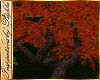 I~Indian Autumn Tree