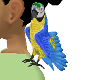 Parrot Pet