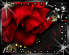 {AkkA}Bed of Roses Room