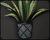 Potted Agave Plant