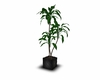 Potted tree plant