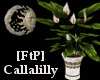 [FtP] Callalilly