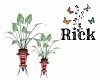 Radiant Ruby Pot. Plants