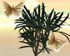 Palm Plant Maila