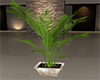 Tropical Plant