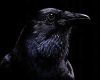 My crow