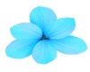 Blue Hair Flower