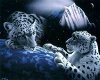 White Tiger Pic Animated
