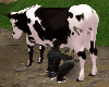 Milking Cow Animated