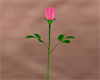 [JD] Single Pink Rose
