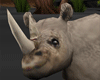 Safari Rhino
