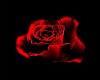 DOC red rose backdrop