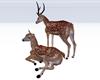 Deer Pair Petting Poses