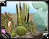  Desert Cactus