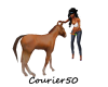 C50 Animated Baby Horse