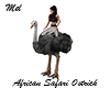African Safari Ostrich