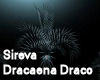 Sireva Dracaena Draco
