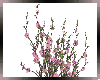 Di* Sakura Plant