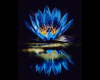 6v3| Blue Lotus