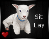 *VG* Bo Lamb Pet