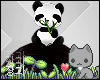 A| Aoids Panda