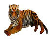 bengala tiger+pose/sound