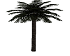 Single Palm Tree II