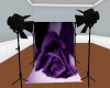 purple rose backdrop