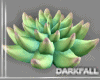 Grown Succulent