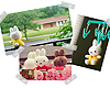 Miffy POSTERS 